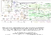 Quantifying the Flow of Exergy and Carbon through the Natural